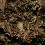 Sticta deyana