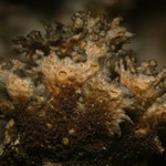 Sticta deyana