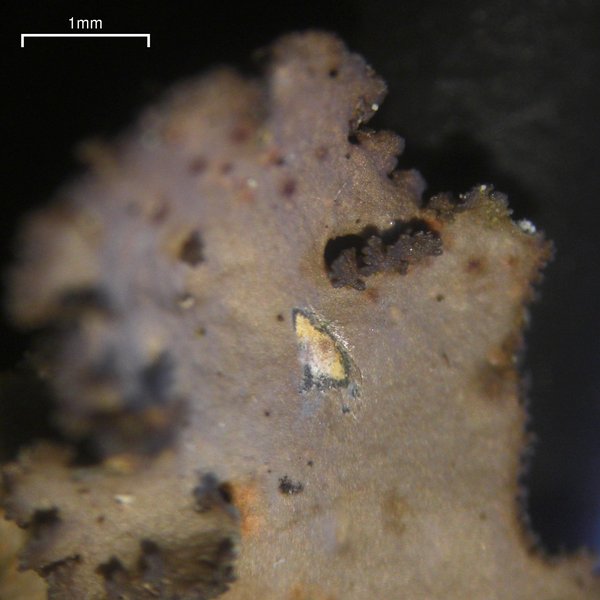 Sticta fragilinata