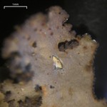 Sticta fragilinata