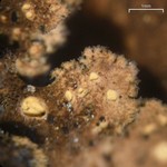 Sticta fragilinata