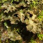 Sticta fragilinata