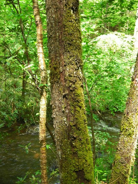 Sticta fragilinata