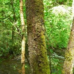 Sticta fragilinata