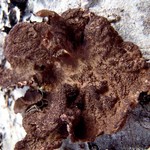 Sticta fuliginosa