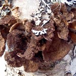 Sticta fuliginosa