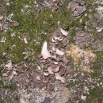 Sticta limbata