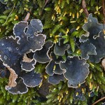 Sticta limbata