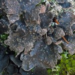 Sticta limbata