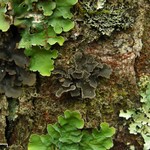 Sticta limbata