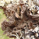 Sticta limbata