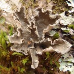 Sticta limbata