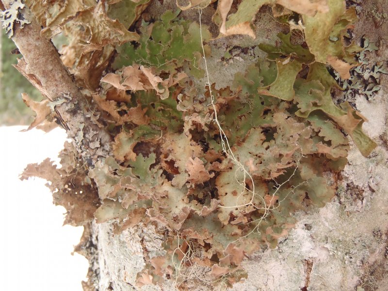 Sticta oroborealis
