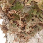 Sticta oroborealis