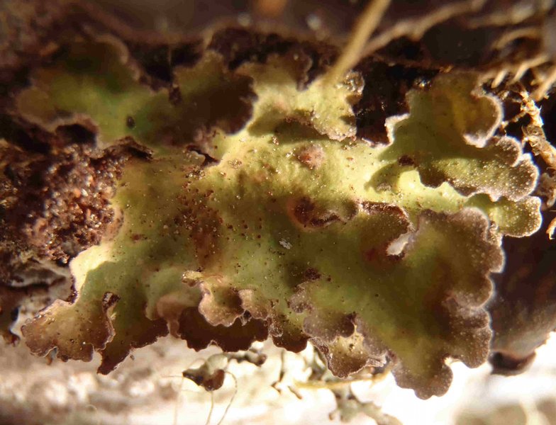 Sticta oroborealis
