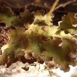 Sticta oroborealis
