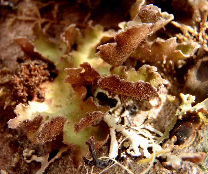 Sticta oroborealis