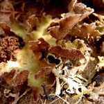 Sticta oroborealis