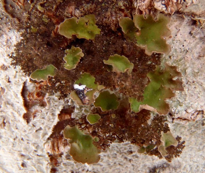 Sticta oroborealis