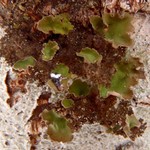 Sticta oroborealis