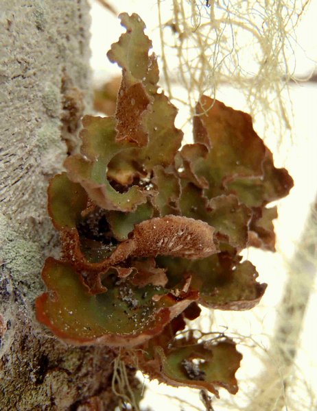 Sticta oroborealis