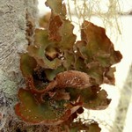 Sticta oroborealis