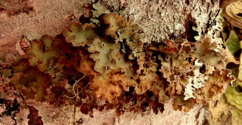Sticta oroborealis
