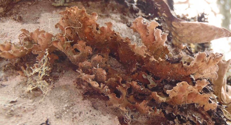 Sticta oroborealis