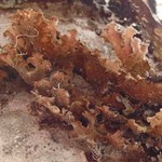 Sticta oroborealis