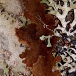 Sticta sylvatica