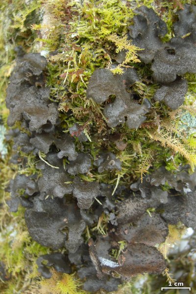 Sticta sylvatica