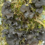 Sticta sylvatica