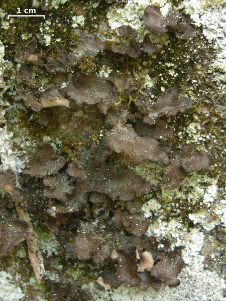 Sticta sylvatica