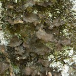 Sticta sylvatica