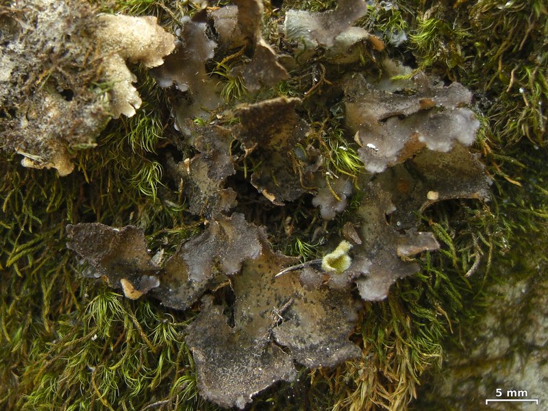 Sticta sylvatica