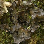 Sticta sylvatica