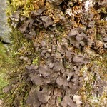 Sticta sylvatica