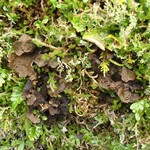 Sticta sylvatica