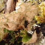 Sticta wrightii