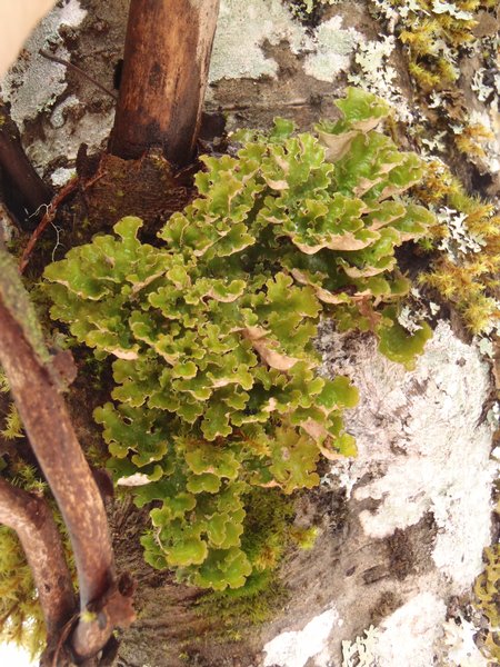 Sticta wrightii