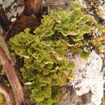 Sticta wrightii