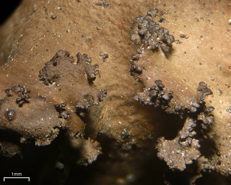 Sticta xanthotropa