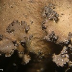 Sticta xanthotropa