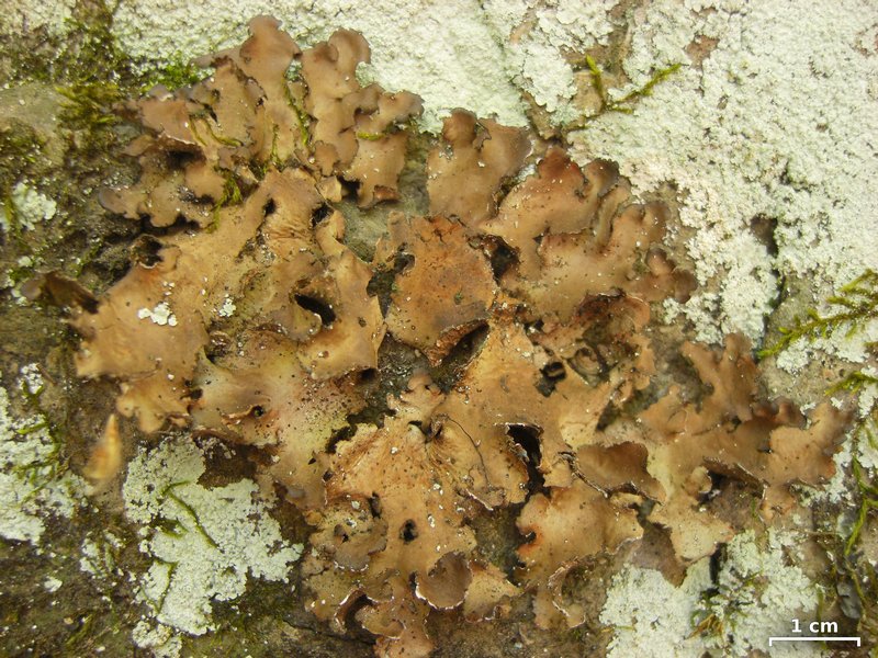 Sticta xanthotropa