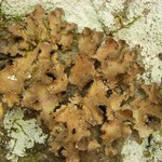 Sticta xanthotropa