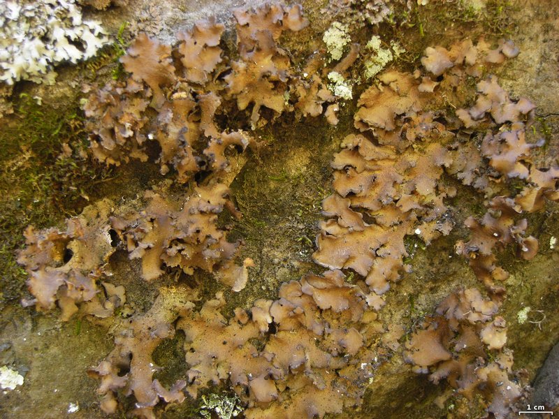 Sticta xanthotropa