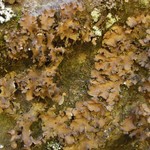 Sticta xanthotropa
