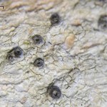 Stictis urceolatum