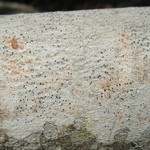 Stictis urceolatum