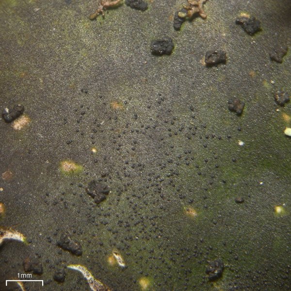 Stigmidium peltideae